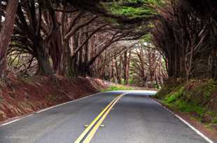 The Cypress Tunnel-9888-2.jpg The Cypress Tunnel-9888-2.jpg